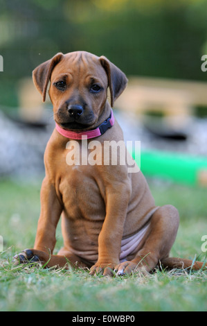Le Rhodesian Ridgeback. Chiot assis sur une pelouse. Allemagne Banque D'Images
