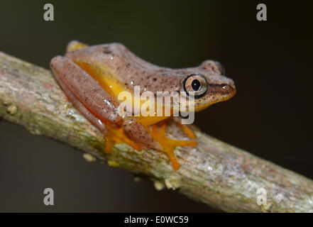 Repéré Madagascar Reed Grenouille (Heterixalus punctatus), grenouille nocturne, Madagascar Banque D'Images