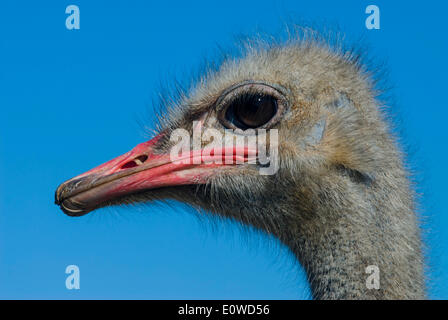 Autruche commune (Struthio camelus), portrait, autruches, Oudtshoorn, Little Karoo, Eden District, Western Cape, Afrique du Sud Banque D'Images