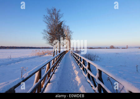 Promenade, paysage d'hiver, de la Réserve Naturelle du Lac Federsee, près de Bad Schussenried, en Haute Souabe, Bade-Wurtemberg, Allemagne Banque D'Images