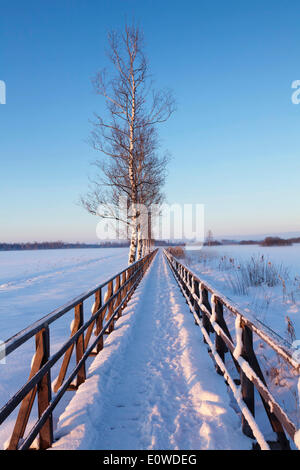 Promenade, paysage d'hiver, de la Réserve Naturelle du Lac Federsee, près de Bad Schussenried, en Haute Souabe, Bade-Wurtemberg, Allemagne Banque D'Images