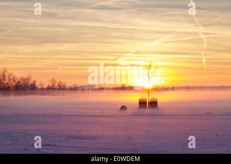 Paysage d'hiver, de la Réserve Naturelle du Lac Federsee, près de Bad Schussenried, en Haute Souabe, Bade-Wurtemberg, Allemagne Banque D'Images