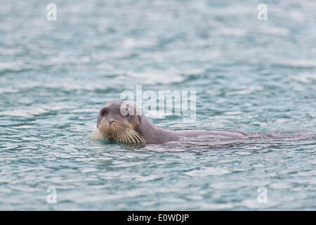 Le phoque barbu ou carrés Flipper (Erignathus barbatus), l'océan Arctique, Spitzberg, Svalbard, îles Svalbard et Jan Mayen Banque D'Images