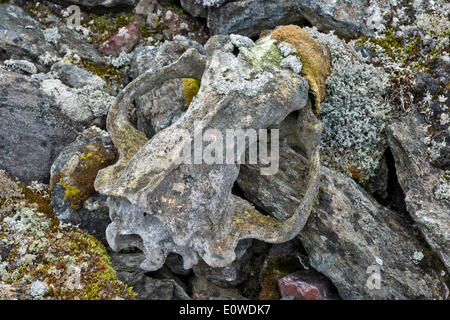 Les lichens qui poussent sur le crâne d'un ours polaire, Liefdefjorden fjord, Spitsbergen, Svalbard, îles Svalbard et Jan Mayen (Norvège) Banque D'Images