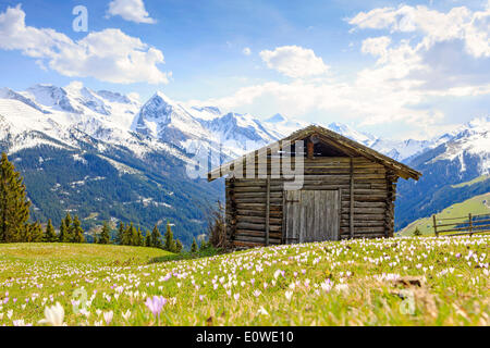 Ancienne grange dans une prairie de crocus, les Alpes de Zillertal à l'arrière, vallée du Zillertal, Tyrol, Autriche Banque D'Images