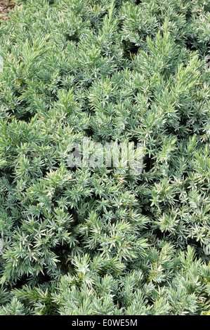 Juniperus squamata, evergreen de conifères à croissance lente arbuste décoratif Banque D'Images