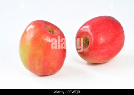 Pommier (Malus domestica), variété : Cripps Pink. Deux pommes, studio photo sur un fond blanc. Banque D'Images