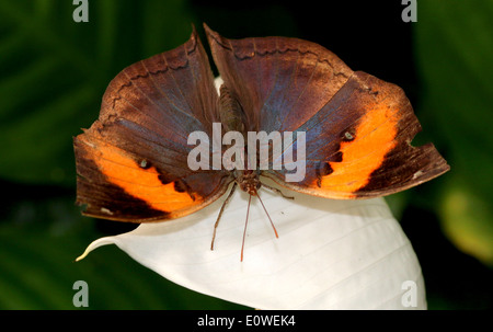 Oakleaf Orange indien ou feuille morte (Papillon Kallima inachus) avec des ailes ouvertes posant sur un livre blanc fleur tropicale Banque D'Images