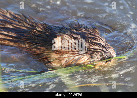 Close-up d'un rat musqué (Ondatra zibethicus) natation Banque D'Images