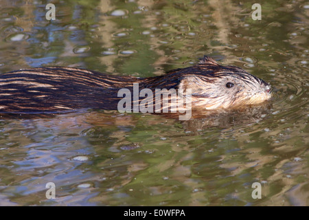 Close-up d'un rat musqué (Ondatra zibethicus) natation Banque D'Images