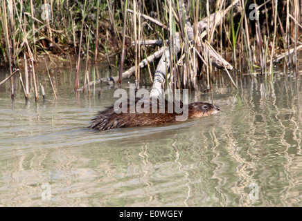 Close-up d'un rat musqué (Ondatra zibethicus) natation Banque D'Images