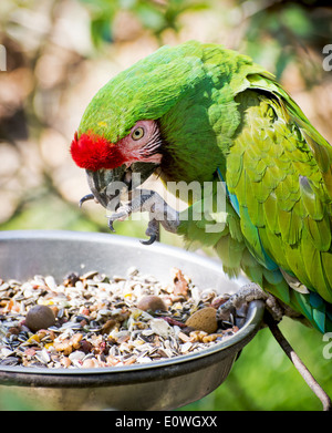 Ara militaire mexicain (Ara militaris mexicana) mange des graines. Banque D'Images