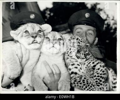 01 octobre, 1962 - Lion et léopard d'oursons au Zoo de Londres : La twing lionceaux Frances et Linda, né à Carole et Sultan dans la lion House au zoo de Londres le 11 août ont été pour la première fois aujourd'hui. Aussi à l ''PressDay''--- les animaux' coming out party -- était Ming, Leopard cub chinois né à un Chu-Chu Man Chu dans la lion house le 8 juillet. Photo montre : Frances, gauche et Linda, avec Leopard cub chinois Ming. Banque D'Images