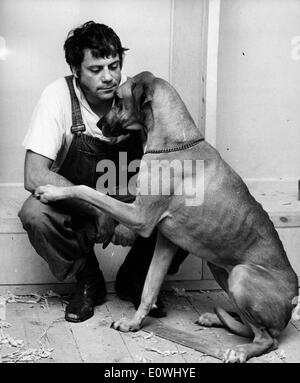 L'acteur Oliver Reed avec son Grand Danois Tars Banque D'Images