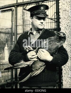 Mar. 10, 1965 - ''Goldie'' - le Zoo - aigle capturé au dernier après douze jours de liberté : ''Goldie'' le Zoo Aigle qui vole autour de Londres après s'être échappé de sa cage du Zoo de Londres la semaine vendredi dernier, a été capturé à 6-15 ce matin. Après douze jours de Freddom il était de retour dans sa cage. Les gardiens de zoo piégé lui quand il est venu à nourrir un lapin hors mis pour lui comme appât. Photo montre Zoo keeper Joe McCorry les keepers qui prit garde une prise serrée sur Goldie comme il faut le ramener à sa cage ce matin au Zoo de Londres. Banque D'Images