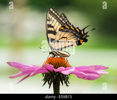 Eastern Tiger Swallowtail sur l'échinacée Banque D'Images