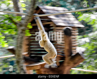 Gibbon LAR (Hylobates lar) se balançant le long d'une corde. Thaïlande S. E. Asie Banque D'Images