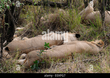 Pride of lions se reposant dans la brousse dans le parc national du Masai Mara au Kenya Afrique Banque D'Images