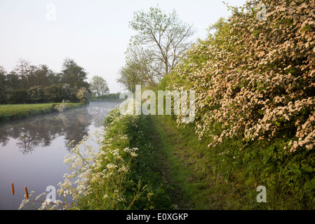 Crataegus monogyna. Floraison aubépine le long d'un canal dans la campagne anglaise Banque D'Images