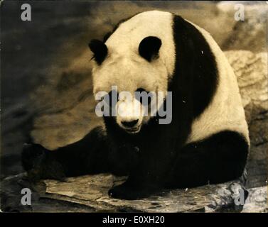 10 octobre 1966 - Chi-chi est de retour à la maison, le Zoo de Londres, grand panda Chi-chi est de retour à la maison après l'échec de la tentative d'accouplement avec le panda géant du Zoo de Moscou un-un. Photo montre une condamnation très déprimé chichi en photo dans son enclos au Zoo de Londres aujourd'hui - après son retour de Moscou. Banque D'Images