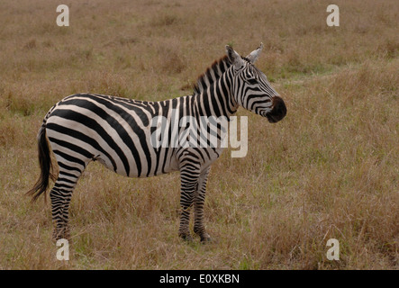 La moule et d'alerte à l'affût des prédateurs dans le parc national du Masai Mara au Kenya Afrique Banque D'Images