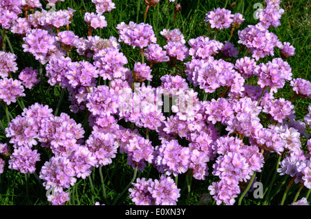 Thrift Armeria fleurs au printemps Banque D'Images