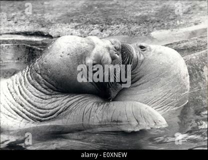 03 mai 1967 - ''baisers ne sont pas de péché'' : Daredevil Nickermann a expliqué à son adorée Antje et la tenir serré. Si le Walrusgirl tout d'abord pensé à toutes les personnes qui étaient autour de Hagenbeck à Hambourg, il n'a pas lui faire renoncer à sa modestie très rapide. Antje aimé. ''En plus, c'est nos affaires privées,'' a décidé la jeune fille dans l'amour et n'ont pas laissé les visiteurs ou les photographes déranger dans son passe-temps favori. Banque D'Images