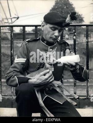 08 août 1967 - Mascot Blackbuck remis à la Royal Fusiliers Warwickshire au Zoo de Londres. Un jeune homme Blackbuck né au zoo de Londres le 30 juillet, a été présenté ce matin au 1er Bn du Warwickshire Royal Fusiliers. Le Blacbuck, une antilope indienne, est de devenir la mascotte régimentaire et il sera connu sous le nom de ''Bobby''. Photo montre : le caporal E.J. Drummond, qui va traiter la mascotte régimentaire Bobby donne sa première tétée après la remise au Zoo de Londres ce matin. Banque D'Images