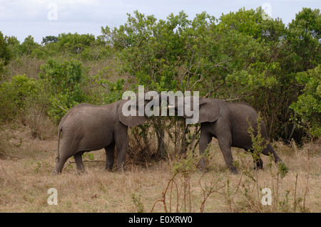 Deux jeunes éléphants à jouer dans le parc national du Masai Mara masai Afrique Kenya Banque D'Images