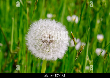 Pissenlit blowball flétrie, Banque D'Images