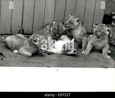 Juin 18, 1968 - Lion Quins font leurs débuts au Zoo de Londres. : Le quint des lionceaux, né à ''Kim'' le 17 mai, a fait ses débuts au Zoo de Londres aujourd'hui, la première fois qu'ils ont été loin de leur mère. Le ''Small'', cinq sont la deuxième portée de quins à être nés et élevés avec succès par ''Kim''. La lionne est arrivé au Zoo de Londres en 1960 de Zoo Arnham en Hollande, et son partenaire ''Marche'', qui a également engendré la litière de l'an dernier, est né au zoo de Londres en juillet 1961. Les quins ont été nommés Dover, Hythe, Sandwich, Romney et Hastings Banque D'Images