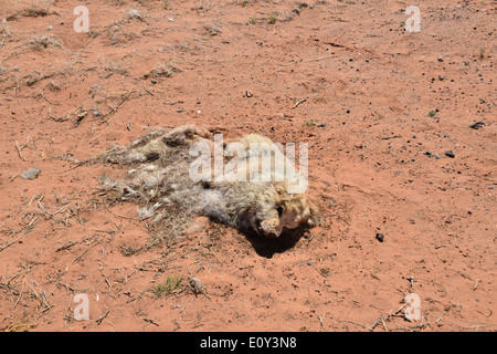 Un chien mort au bord de la route dans l'Utah. Banque D'Images