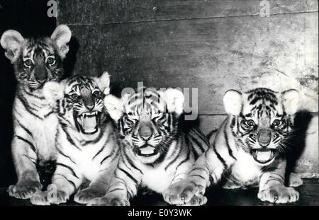 Juillet 07, 1968 - L'heureux : quatre dans le zoo de Bâle ce printemps deux tigres, a donné naissance à trois bébés tigres en même temps. Bien que l'un d'entre eux, ''vieux'' Gunda savait ce que sa mère, les droits ont été, sa fille ''Nadja'' n'a pas aimé son très bien les jeunes afin que tous mais l'un est mort. Ainsi, le directeur du zoo a décidé de prendre le dernier bébé de ''Nadja'' et le donna à ''Gunda'' où les quatre maintenant obtenir sur très heureux que nos photos montre. Banque D'Images