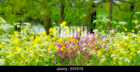 Fleurs sauvages dans la campagne britannique England UK Banque D'Images