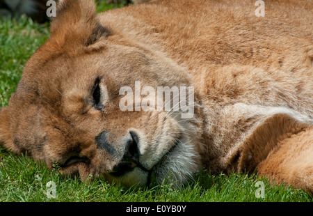 Lionne dormant lying on grass Banque D'Images