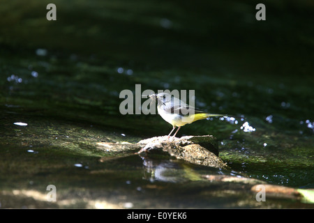 Un homme transportant Bergeronnette des insectes pour ses jeunes oisillons, à la NNR Golitha Falls, fleuve Fowey, Cornwall, UK. Banque D'Images