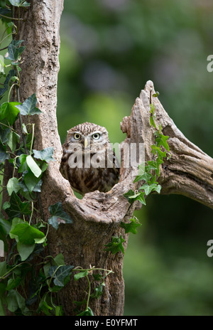 Petit Hibou assis dans l'arbre. Banque D'Images