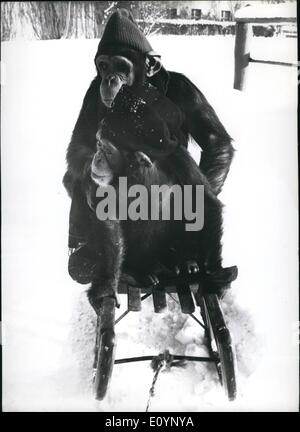 01 janvier 1971 --drive de chimpanzés au zoo de Munich, Michael, un vrai sportif, qui aime le ski, le patinage et la luge de même voulu persuader son ami Zita de prendre part à un entraînement de traîneau dans la neige-couvertes au zoo de Munich (Allemagne), cependant, il n'est pas réussir à lui (photo). Zita n'était pas contente du tout de cette idée et était plutôt en colère. Michael, d'abord confus, s'est mis en colère et lui-même menacé de choisir un autre ami pour un traîneau-drive. Banque D'Images