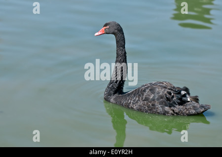 Cygne Noir sur le lac (Cygnus atratus) Banque D'Images