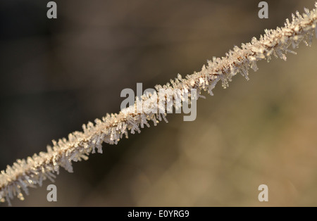 Givre. Image prise Bushy Park, London, UK Banque D'Images