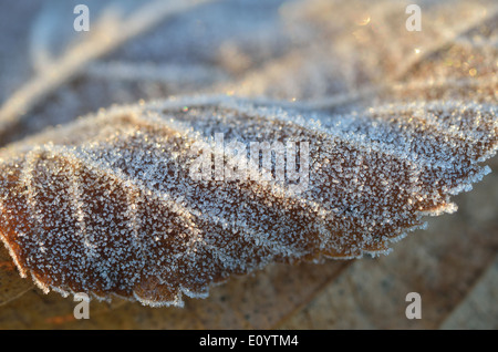 Givre. Image prise Bushy Park, London, UK Banque D'Images