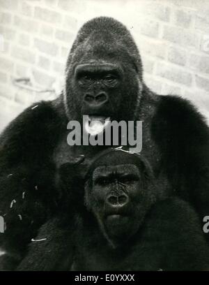 10 octobre 1971 - compagne de guy : le Zoo de Londres est célèbre gorille Guy, qui est de 25 ans et demi, connaît une compagnie féminine en forme de Lomie, un 7 1/2 ans gorilla obtenus de Chesington Zoo, il y a deux ans. Photo Keystone montre Guy photo de Zoo de Londres aujourd'hui avec compagne Lomie. Banque D'Images