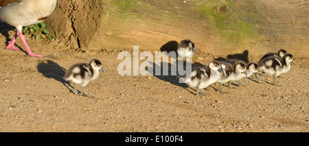 Gosling égyptien, image prise Bushy Park, London, UK Banque D'Images