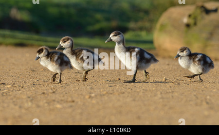 Gosling égyptien, image prise Bushy Park, London, UK Banque D'Images