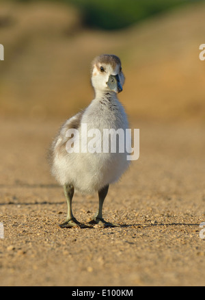 Gosling égyptien, image prise Bushy Park, London, UK Banque D'Images