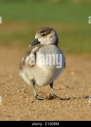 Gosling égyptien, image prise Bushy Park, London, UK Banque D'Images