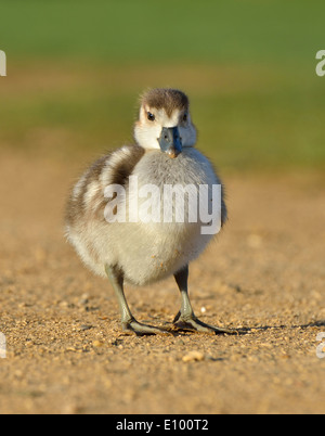 Gosling égyptien, image prise Bushy Park, London, UK Banque D'Images