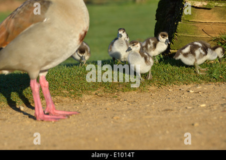 Gosling égyptien, image prise Bushy Park, London, UK Banque D'Images