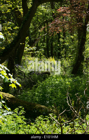 Jacinthes des bois en bordure d'anglais au St Loy, Cornwall Banque D'Images