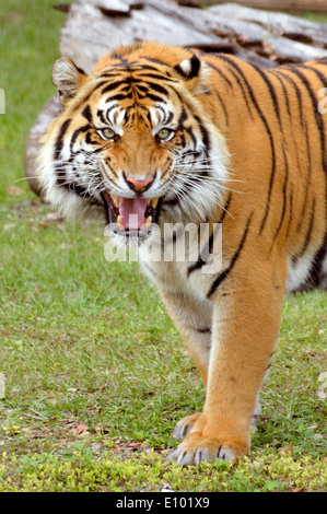 Tigre de Sumatra (Panthera tigris sumatrae) marchant avec la bouche ouverte, montrant des dents pointues, un regard intense et des rayures orange et noires vives dans la hab herbeuse Banque D'Images